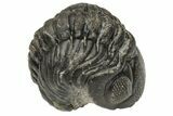 Wide, Enrolled Austerops Trilobite - Morocco #224041-1